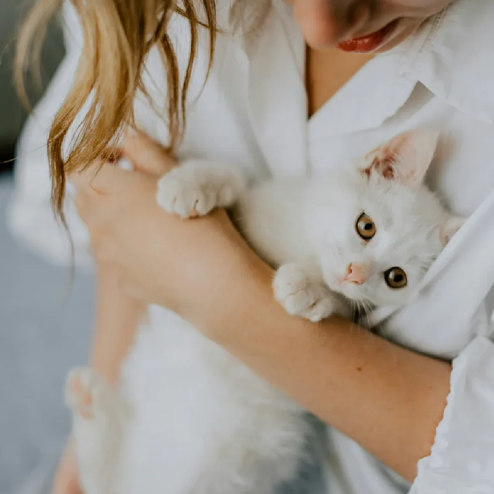 The BOO Care, dopolnilni priboljški za mačke - sijoča dlaka (90 priboljškov)